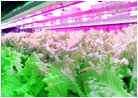 LEDで栽培される葉野菜